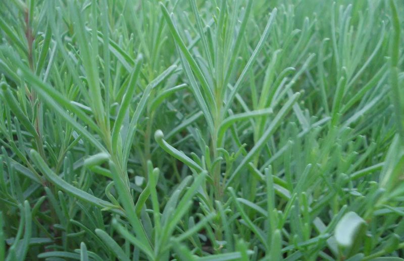 �����ϯ��